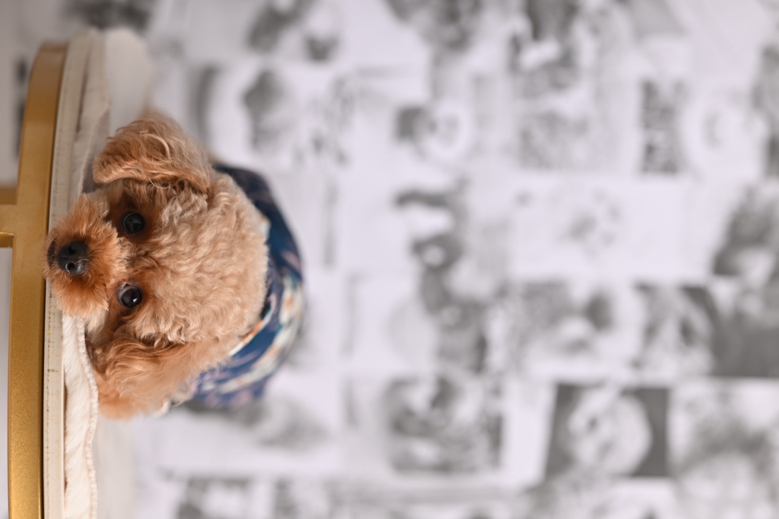 おもいでフォトの背景紙の前でくつろぐ犬