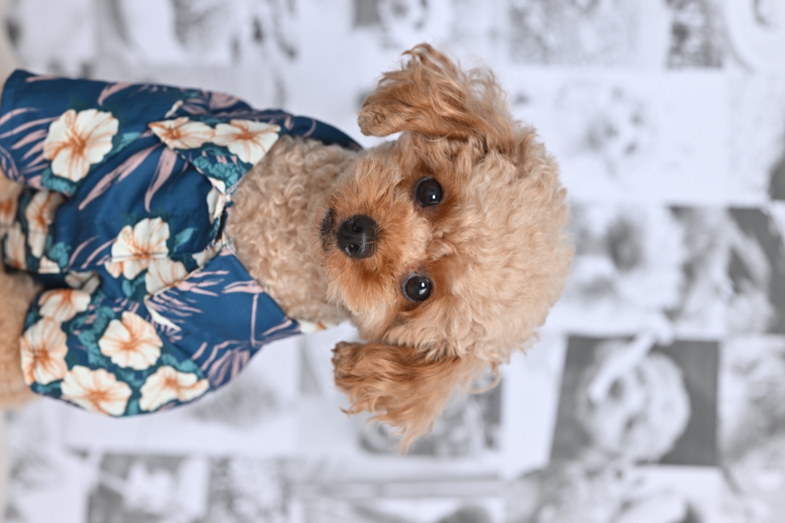 おもいでフォトの背景と犬
