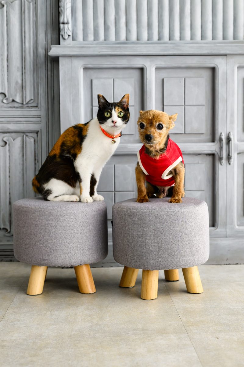 猫と犬だけのペット撮影