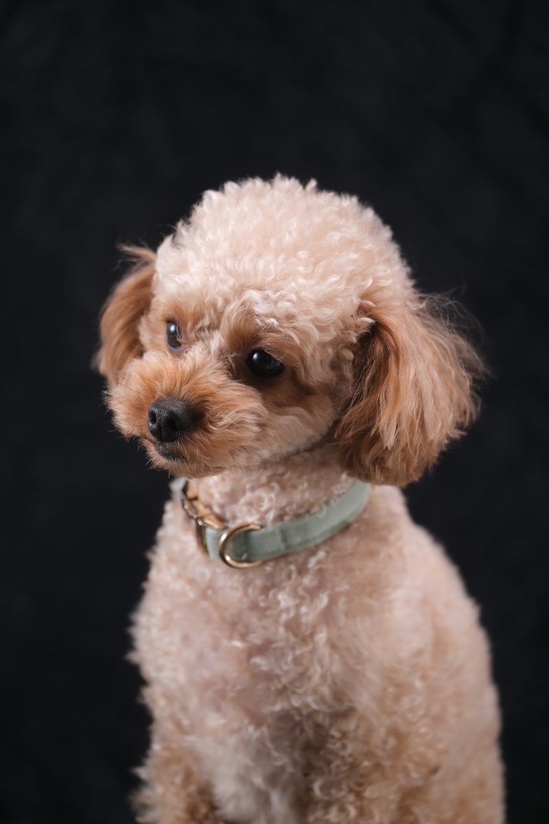犬のソロ撮影（黒い背景のアプリコットのトイプードル）