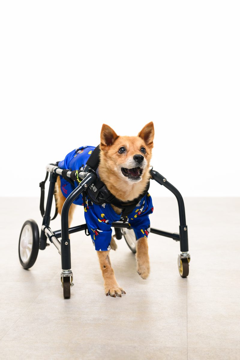 歩行器をつけた犬の記念写真